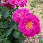 Baby Blue ® floribunda rose
