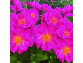 Baby Blue ® floribunda rose