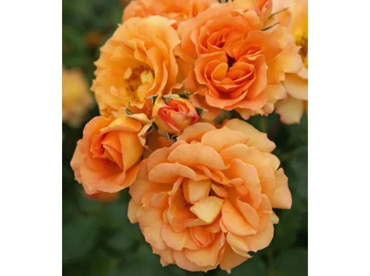 2015 Bodendeckerrose Bentheimer Gold ® korbentgol ® kordes CDR-Rose