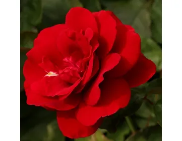 Europeana floribunda rose