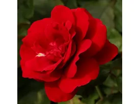 Europeana floribunda rose