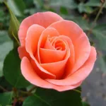 Fredensborg Castle™ floribunda rose