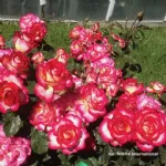 Leo Ferre ® floribunda rose