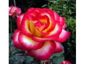 Leo Ferre ® floribunda rose