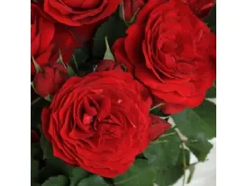 Look Good Feel Better™ floribunda rose