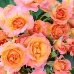 Message® floribunda rose