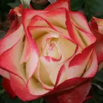 Origami floribunda rose