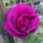 Purple Breeze ® floribunda rose