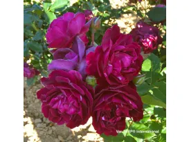 Purple Breeze ® floribunda rose