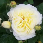 Stockholm™ floribunda rose
