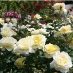 Stockholm™ floribunda rose