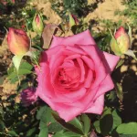 Altamoda® - Nirpelegant hybrid tea rose