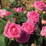 Altamoda® - Nirpelegant hybrid tea rose