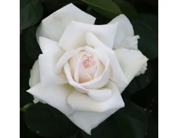 Ivory Flow® - Interplant Roses