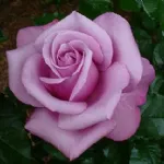 Barbra Streisand® hybrid tea rose