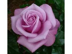 Barbra Streisand® hybrid tea rose