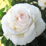 Elvis® hybrid tea rose