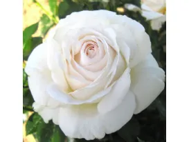 Elvis® hybrid tea rose