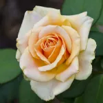 Marilyn Monroe®  hybrid tea rose