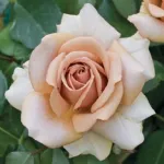 Mokarosa® - FRYwitty 