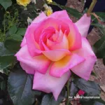 Parfum de Nantes® - ADAsixalo hybrid tea rose