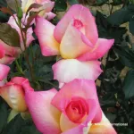 Parfum de Nantes® - ADAsixalo hybrid tea rose