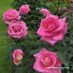 Parfum Royal® hybrid tea rose
