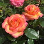 Roberto Alagna® hybrid tea rose