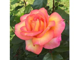 Roberto Alagna® hybrid tea rose