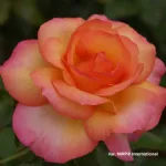 Rosa del Camino de Santiago® hybrid tea rose