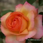 Rosa del Camino de Santiago® hybrid tea rose