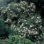 Alba Maxima - Jacobite rose