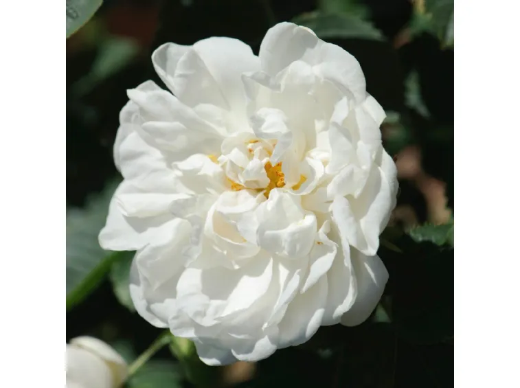 Alba Maxima rose