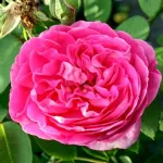 Mme Ernest Piard old rose