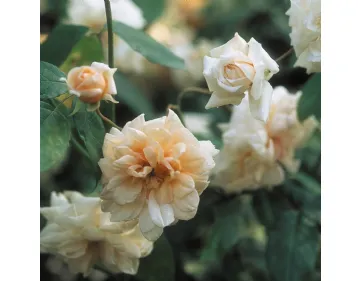 Perle d'Or old rose