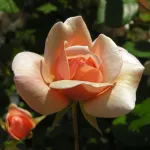 Perle d'Or old rose