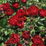Coral Pixie® patio rose