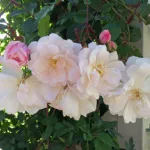 Adelaide d'Orleans rambling rose
