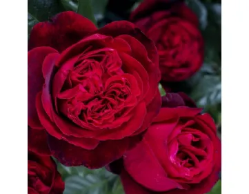 Admiral® romantic rose