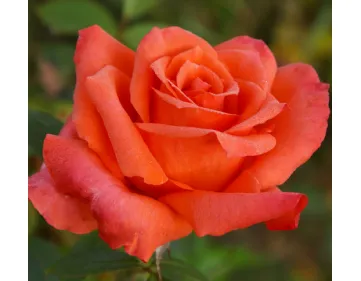 Anne Vanderlove® romantic rose