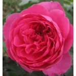 Bernadette Lafont® romantic rose