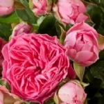 Candy Rokoko romantic rose