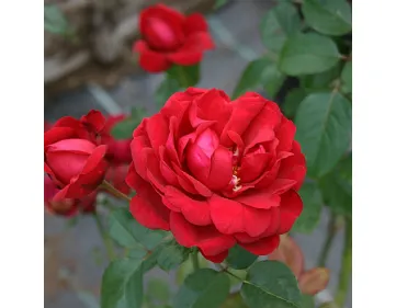 Capricia™ romantic rose