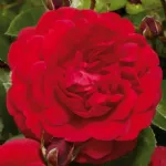 Capricia™ romantic rose