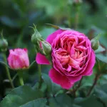 Centenaire de l'Hay les Roses romantic rose