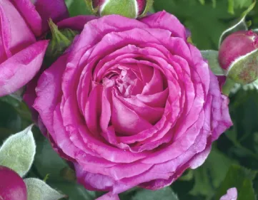 Jennifer ' Rose Photo  Beautiful rose flowers, Beautiful pink flowers,  Beautiful roses