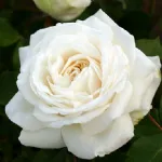 Claus Dalby™ romantic rose