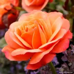 Coral Lions-Rose® 