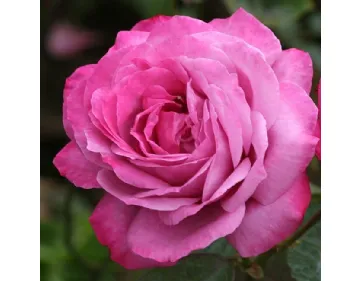 Heirloom® romantic rose