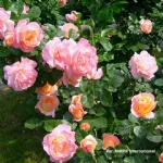 Isabelle Autissier® romantic rose